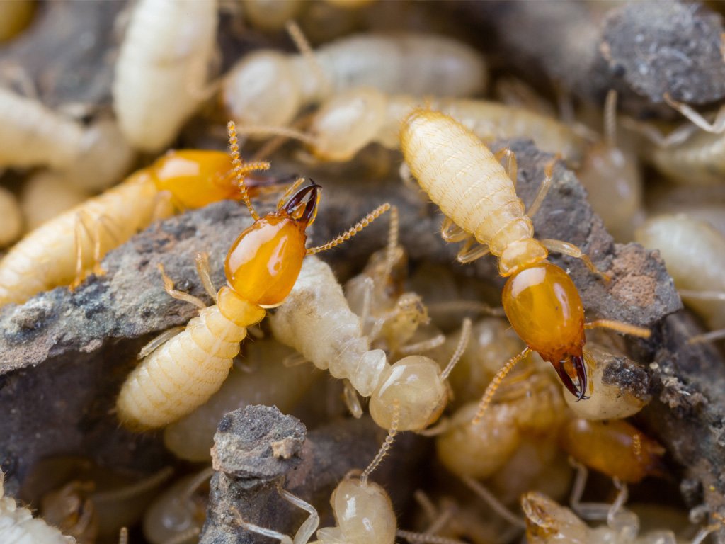 Guardianpest Termite Control